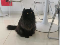 -团子家猫咪猫咖馆·柯基·柯尔鸭