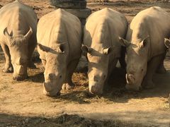 -上海野生动物园老虎餐厅