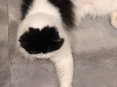 -楼上猫咖(罗湖店)