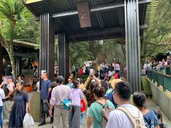 -金盆阿嬷香菇茶叶蛋(玄光店)