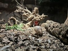 -夜间野生动物园