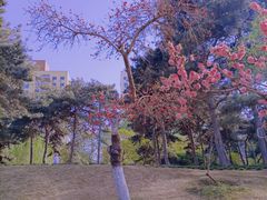 -海棠花溪(元大都城垣遗址公园)