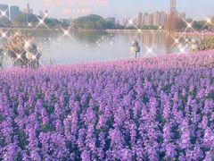 -顺峰山公园