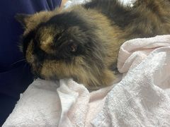 -宠物星动物医院·眼科·异宠·猫科(江南大道总院)