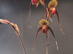 -北京植物园-展览温室