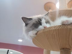 -喵园·猫主题咖啡厅·撸猫·猫咖(国贸店)