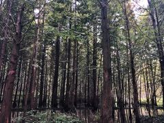 -桤木河湿地公园