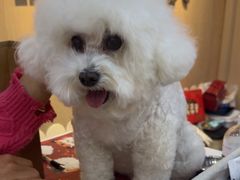 -BABIT巴比特宠物(MOMOPARK店)