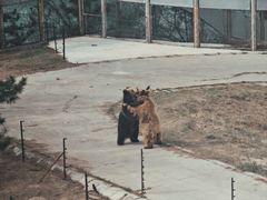 -青藏高原野生动物园