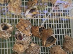 -兆辉木炭海鲜烧烤·海鲜小炒