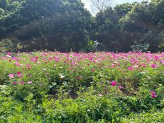 -东莞植物园