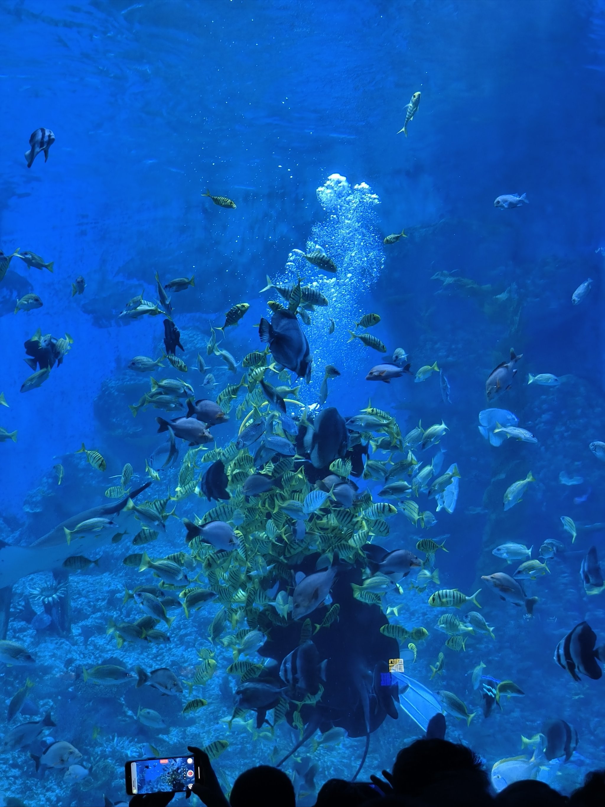 广州海洋馆 动物园联票攻略