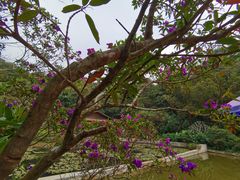 -云溪植物园