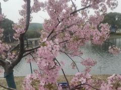 -新江湾城公园