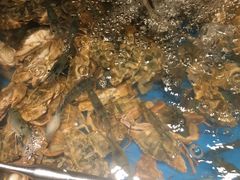 新鲜的活虾-钱小奴海鲜自助黑金店(杭州滨江龙湖店)