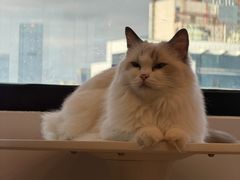 -有喵·猫咖·狗咖·40+猫狗有小奶狗(岗厦店)