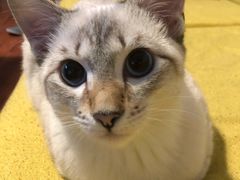 -宠爱国际动物医院·消化内科·心肾内科·ISFM猫友好(望京店)