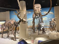 -国家自然博物馆