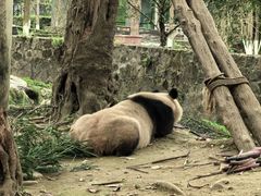 -都江堰中华大熊猫苑