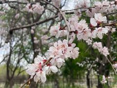 -黑龙江省森林植物园