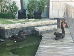 -行者书屋大堂吧 ·下午茶(南京圣和府邸酒店)