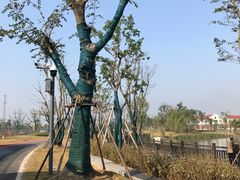 -上海长兴岛郊野公园