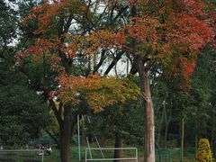 -上海共青森林公园