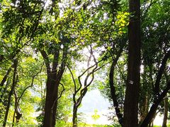 -南宁良凤江国家森林公园