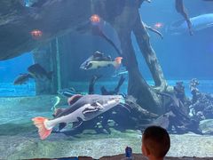 -华夏文旅海洋公园