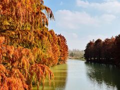 -上海海湾国家森林公园