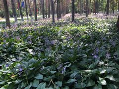 -黑龙江省森林植物园