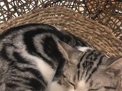 -飞行喵MR PILOT|猫舍·猫咖(静安大融城店)