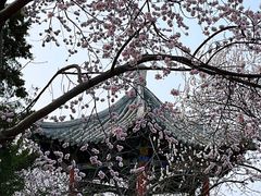 -桃花堤公园