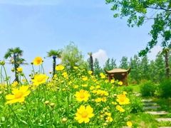 -洪湖湿地生态园