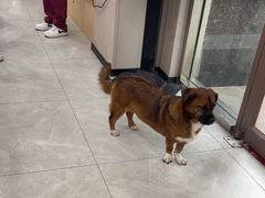 -瑞鹏宠物医院·超声·骨科·奇麟分院(蜀都万达店)