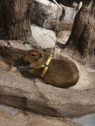 -Zoolung Zoolung动物主题公园(海信广场店)