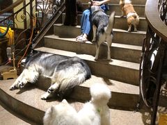 -more than meow吴止猫主题餐厅(承德 中船汇店)