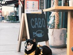 -CABO Coffee