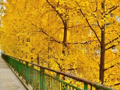 -长白岛森林公园