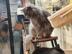 -平行世界·猫咖(首经贸店)