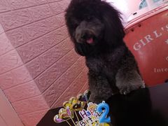 -百好乐宠物友好餐厅(朝外大街店)