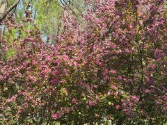 -长白岛森林公园