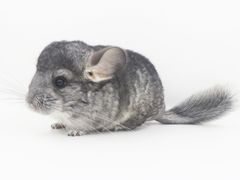 -龙猫仔乐园(惠福东路店)