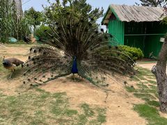 -西霞口神雕山野生动物世界