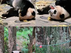 -广州长隆野生动物世界
