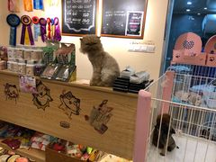 -e嘉宠物店(北大街店)