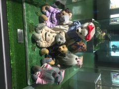 泰迪熊博物馆-成都泰迪熊博物馆