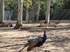 -秦皇岛野生动物园
