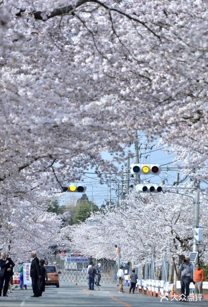 が満開になり、サクラのトンネルができ上っている