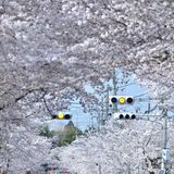 が満開になり、サクラのトンネルができ上っている